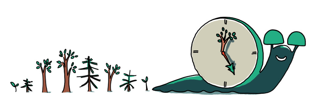 LVF-langsames Tempo - Naturverjüngung- Illustration Miriam Awe