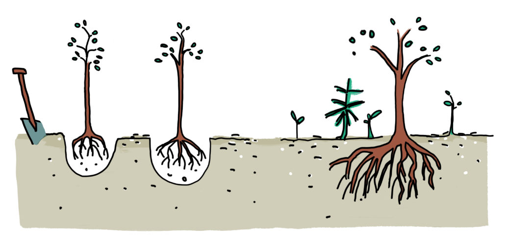 LFV- Naturverjüngung versus Pflanzung - Illustration Miriam Awe